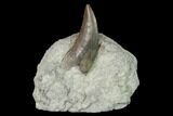 Theropod Dinosaur (Marshosaurus?) Tooth - Colorado #168986-1